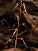 Neottia bifolia (Southern Twayblade orchid)