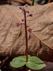 Neottia bifolia (Southern Twayblade orchid)