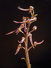 Neottia bifolia (Southern Twayblade orchid)