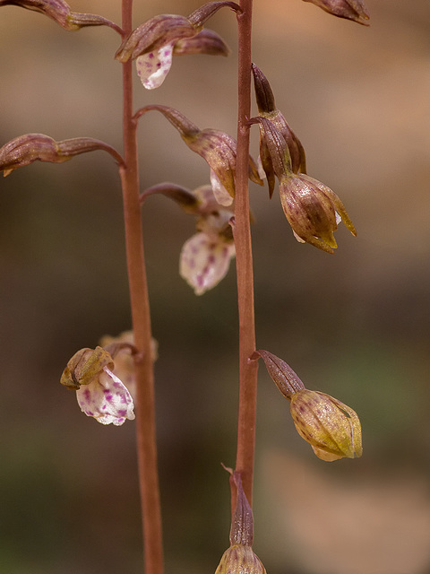 Corallorhiza wisteriana (Spring Coralroot orchid)