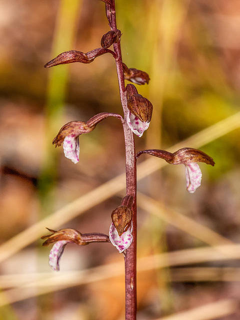 Corallorhiza wisteriana (Spring Coralroot orchid)