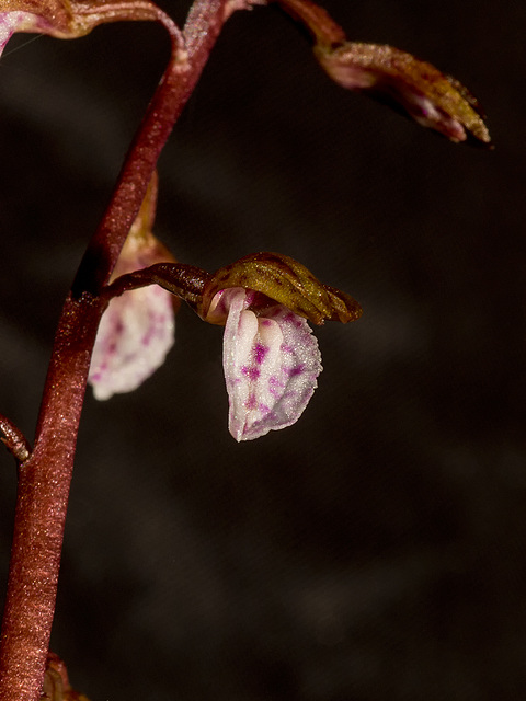 Corallorhiza wisteriana (Spring Coralroot orchid)