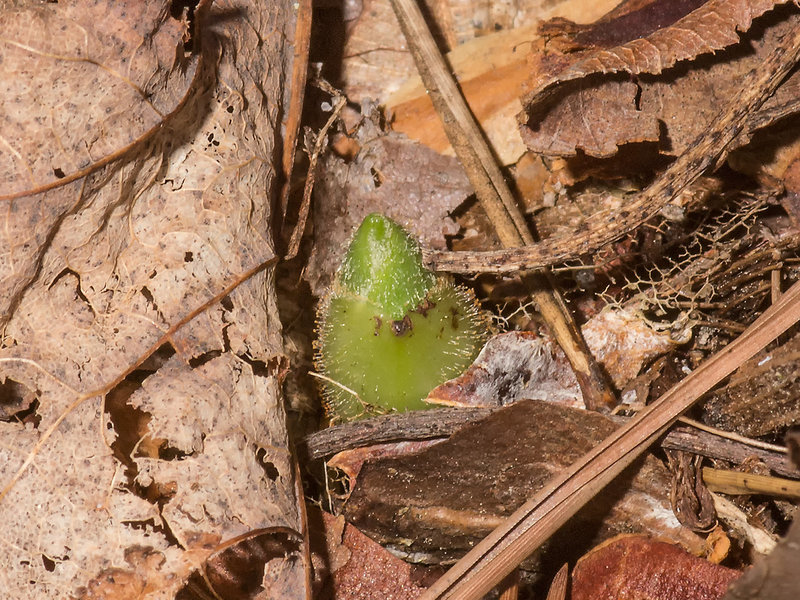 Cypripedium acaule (Pink Lady's-slipper orchids) just poking out of the ground