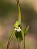 Isotria verticillata (Large Whorled Pogonia)