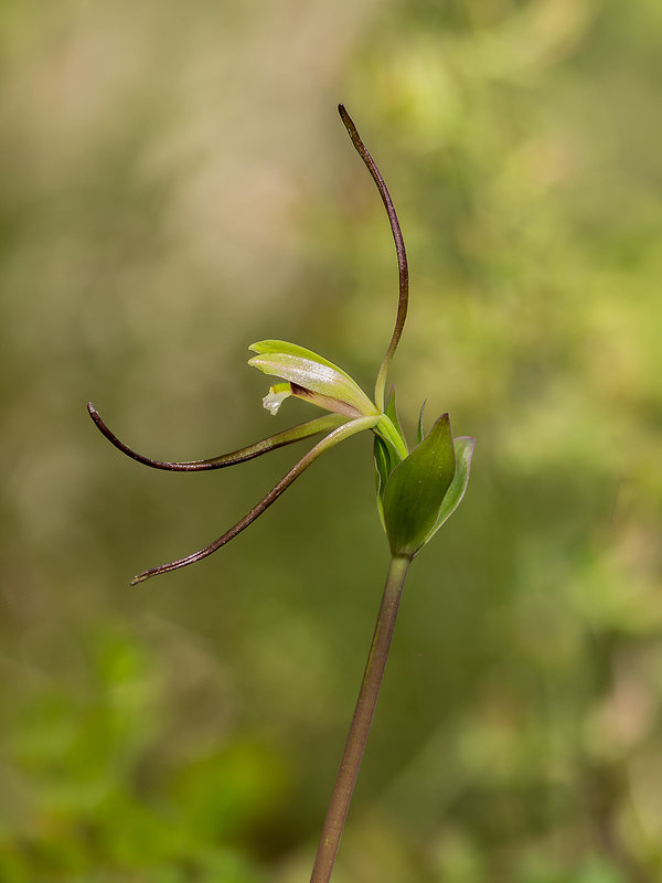 Isotria verticillata (Large Whorled Pogonia)
