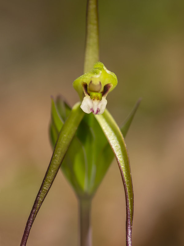 Isotria verticillata (Large Whorled Pogonia)