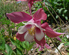 Columbine cultivar