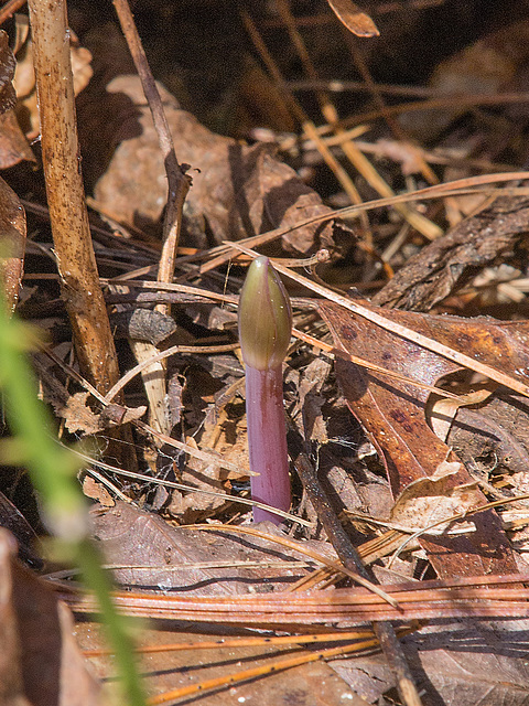 Isotria verticillata (Large Whorled Pogonia)