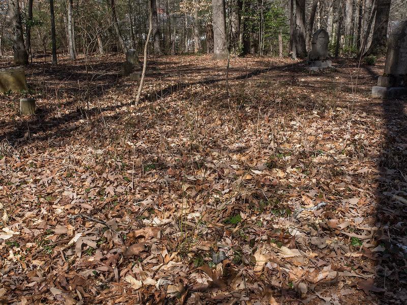 Isotria verticillata in the ground