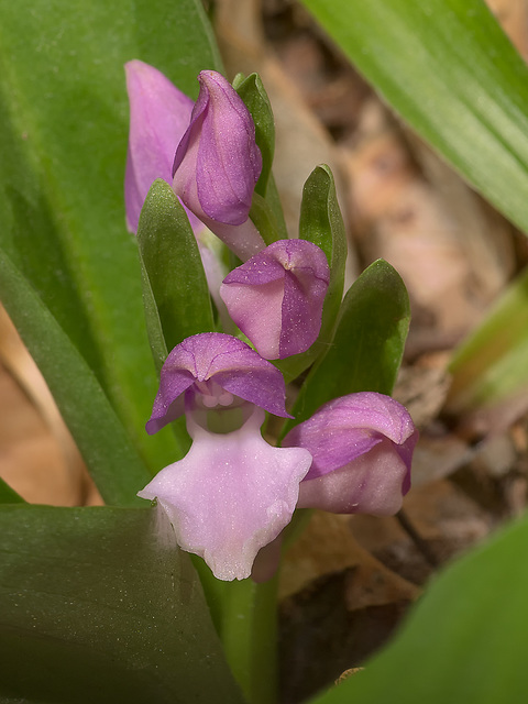 Galearis spectabilis (Showy Orchis)