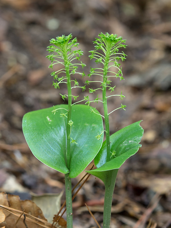 Malaxis unifolia (Green Adder's-mouth orchid)