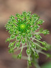 Malaxis unifolia (Green Adder's-mouth orchid)