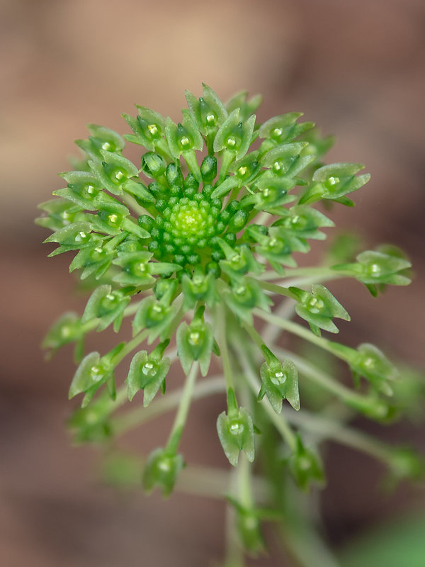 Malaxis unifolia (Green Adder's-mouth orchid)