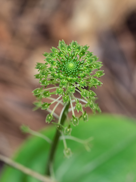 Malaxis unifolia (Green Adder's-mouth orchid)