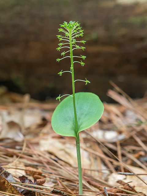 Malaxis unifolia (Green Adder's-mouth orchid)