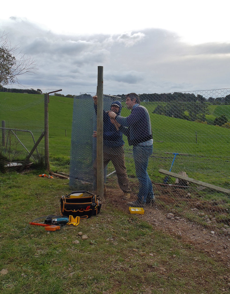 building the new goose pen