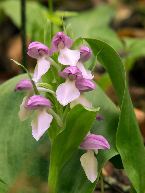 Galearis spectabilis (Showy Orchis)