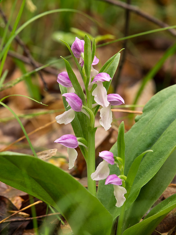 Galearis spectabilis (Showy Orchis)