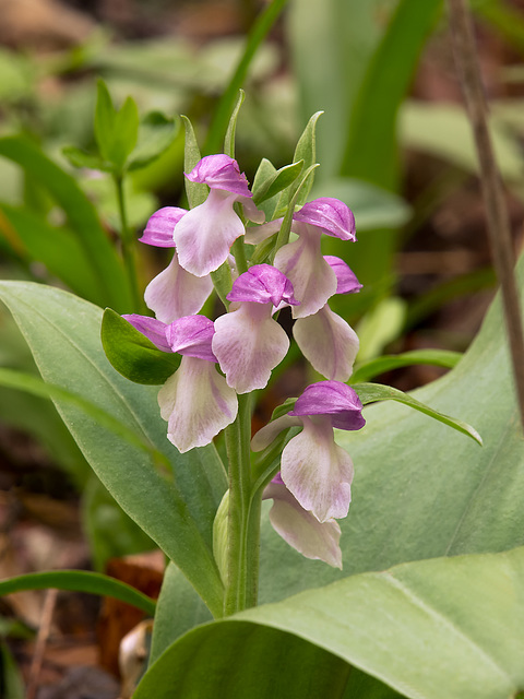 Galearis spectabilis (Showy Orchis)