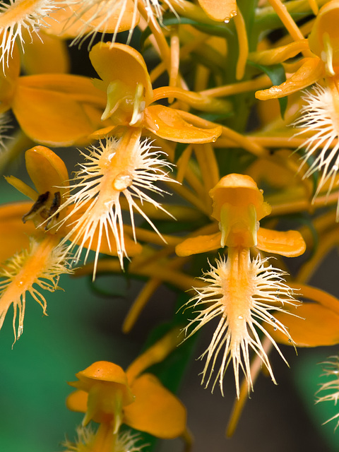 Platanthera ciliaris (Yellow fringed orchid)