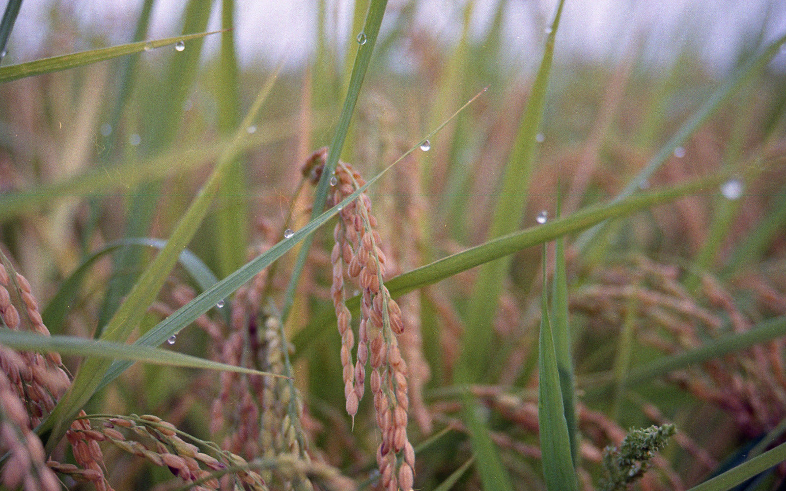 Ears of rice bow