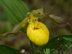 Slug-chewed flowers