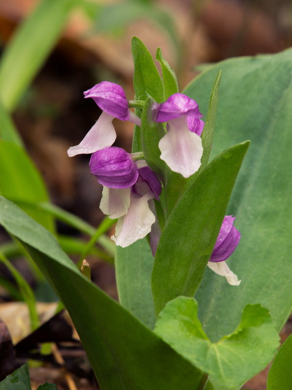 Galearis spectabilis (Showy Orchis)