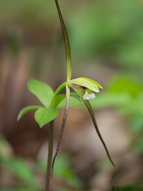 Isotria verticillata (Large Whorled Pogonia orchid)