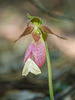 Cypripedium acaule (Pink Lady's-slipper orchid) + Tetracis cachexiata (White Slant-line moth)