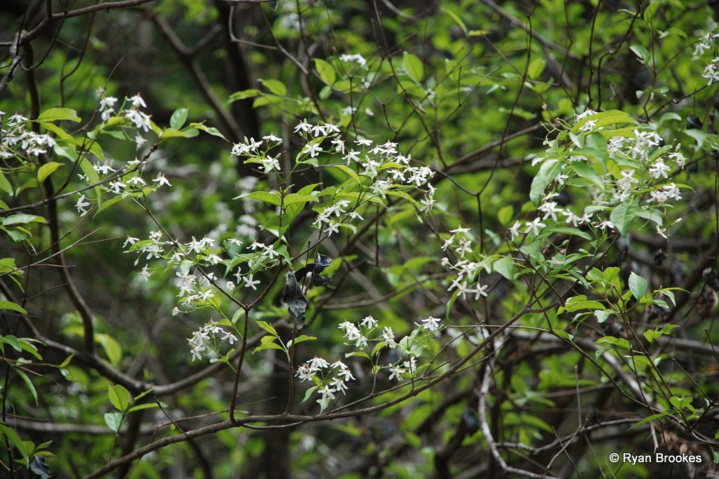 20090308-0114 Wrightia tinctoria R.Br.