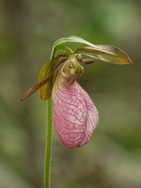 Cypripedium acaule (Pink Lady's-slipper orchid)