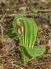 Cypripedium acaule (Pink Lady's-slipper orchid)