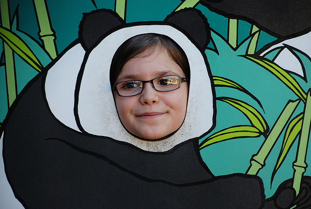 Jeune femelle panda à lunettes