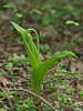 Cypripedium acaule (Pink Lady's-slipper orchid)