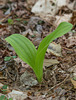 Cypripedium acaule (Pink Lady's-slipper orchid)