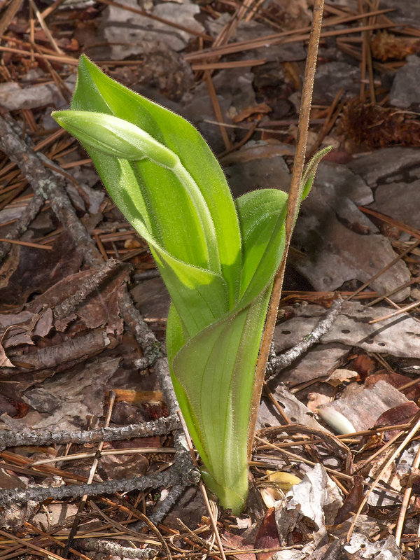 Cypripedium acaule (Pink Lady's-slipper orchid) -- April 20, 2013