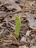 Cypripedium acaule (Pink Lady's-slipper orchid) -- April 12, 2013