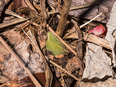 Cypripedium acaule (Pink Lady's-slipper orchid) -- April 5, 2013 -- just popping out of the ground