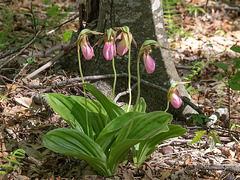 Cypripedium acaule (Pink Lady's-slipper orchid)