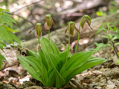 Cypripedium acaule (Pink Lady's-slipper orchid)