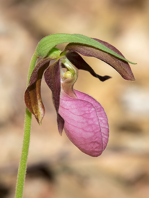 Cypripedium acaule (Pink Lady's-slipper orchid)