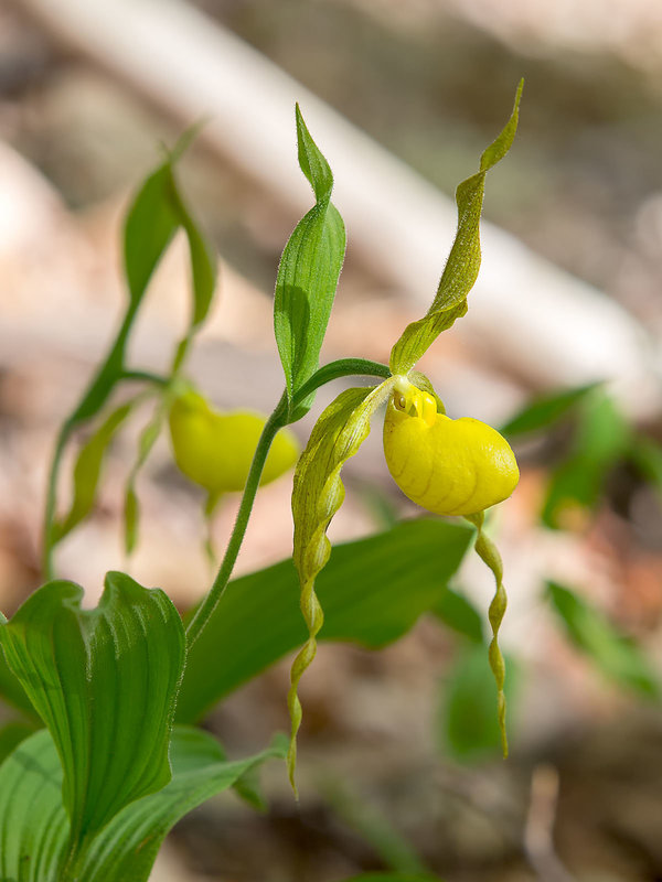 Cypripedium parviflorum var. pubescens (Large Yellow Lady's-slipper orchid)