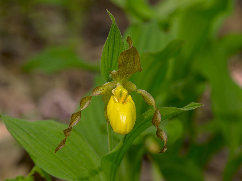 Cypripedium parviflorum var. pubescens (Large Yellow Lady's-slipper orchid)