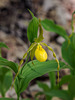 Cypripedium parviflorum var. pubescens (Large Yellow Lady's-slipper orchid)