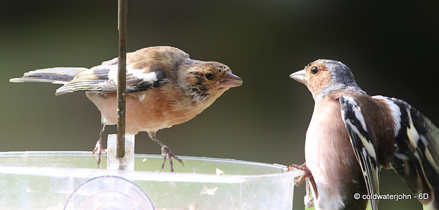 Finch Fisticuffs: You eat when I say you can eat!
