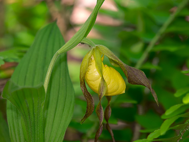 Cypripedium parviflorum var. pubescens (Large Yellow Lady's-slipper orchid)