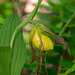 Cypripedium parviflorum var. pubescens (Large Yellow Lady's-slipper orchid)