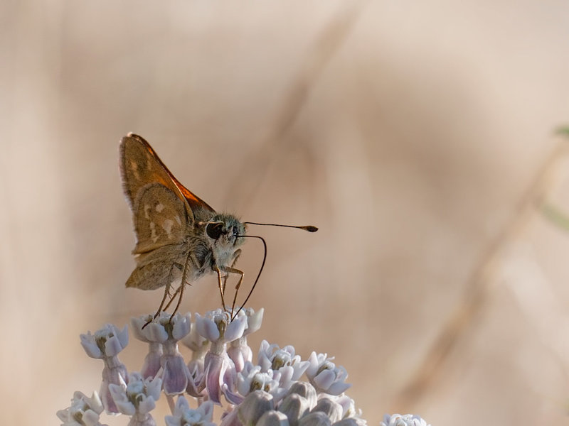 Silver-spotted Skipper