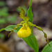 Cypripedium parviflorum var. pubescens (Large Yellow Lady's-slipper orchid) -- a hangout for critters having sex