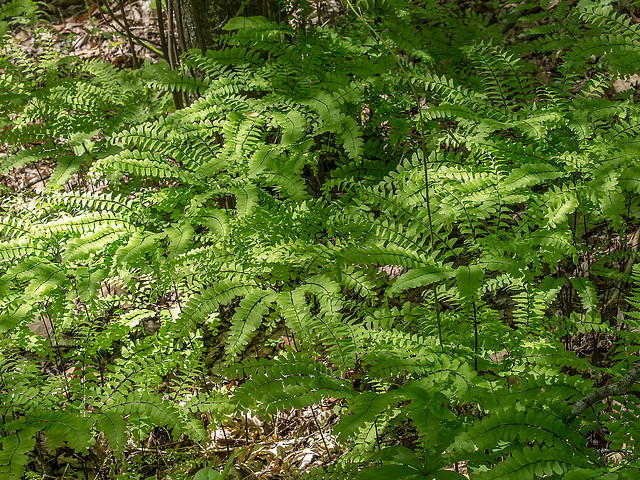 Adiantum pedatum (Northern Maidenhair Fern)